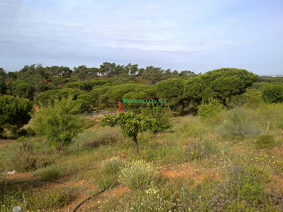 Finca venta Hoyas de las Cañas Ayamonte