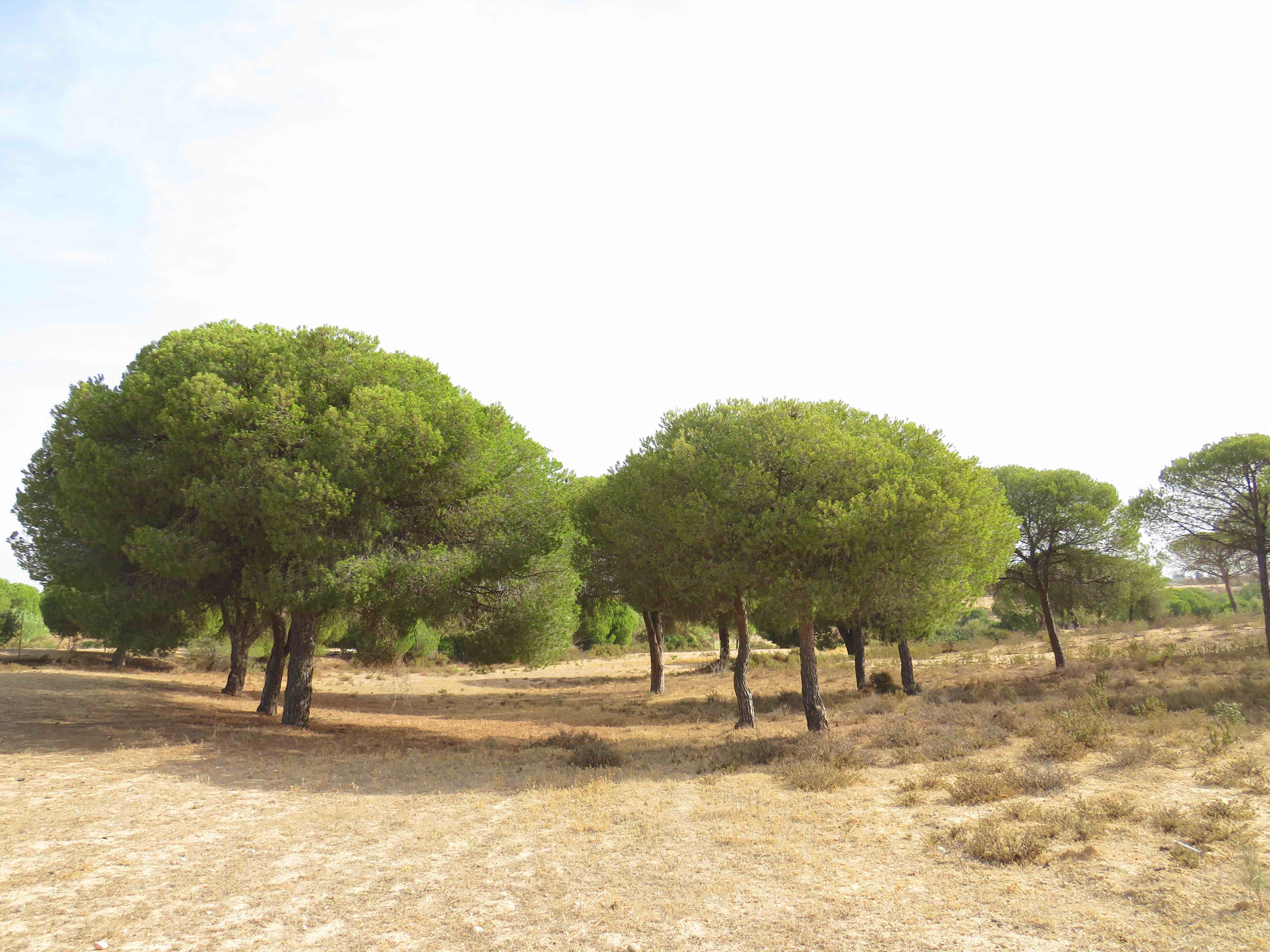 Finca Lepe Lepe HUELVA