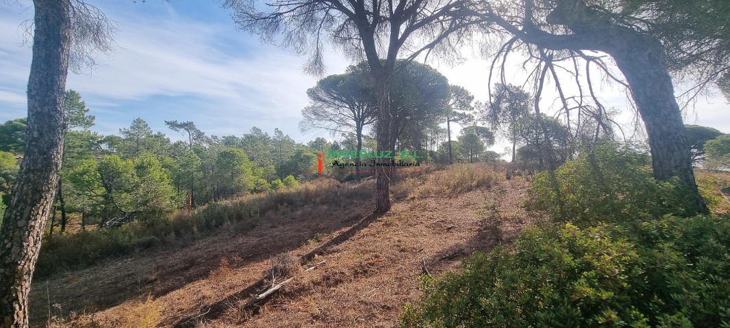 Finca venta Hoya De Las Cañas Ayamonte