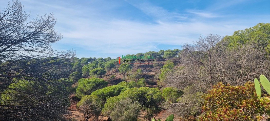 Finca venta Hoya De Las Cañas Ayamonte
