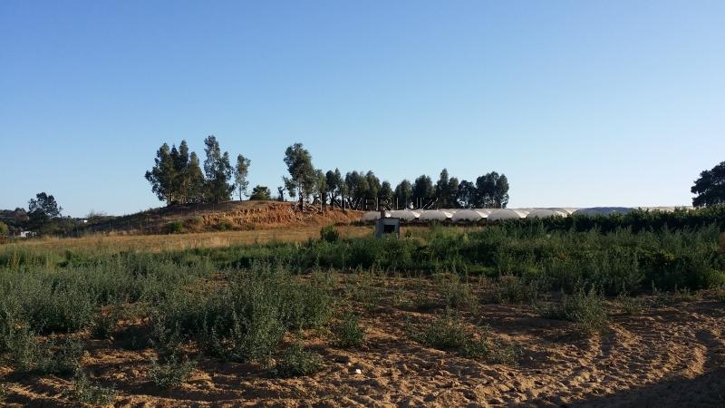 Finca venta Camino Rural En Alfonseca Cartaya