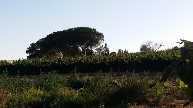 Finca venta Camino Rural En Alfonseca Cartaya