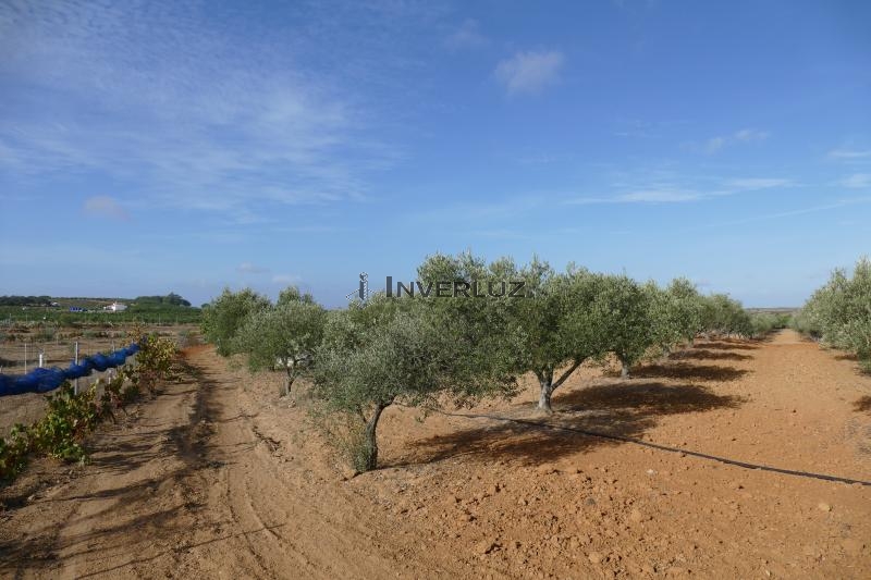 Finca venta Camino Rural Villablanca