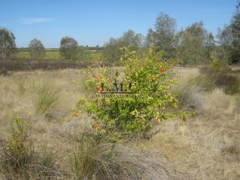 Terreno Lepe Lepe HUELVA