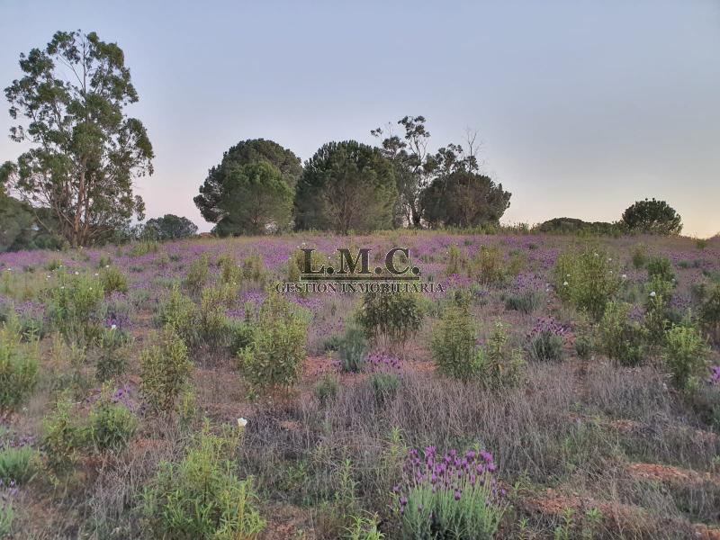 Terreno Lepe Lepe HUELVA