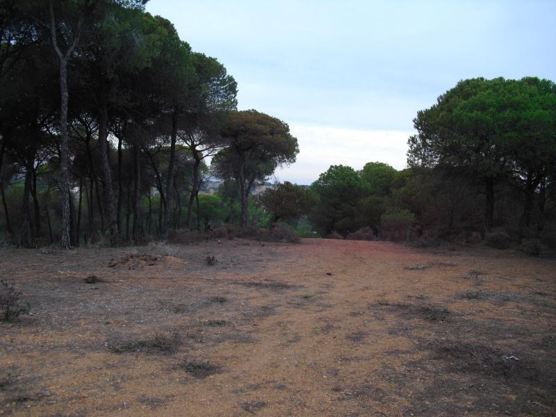 Finca venta Camino de Valdivia Ayamonte