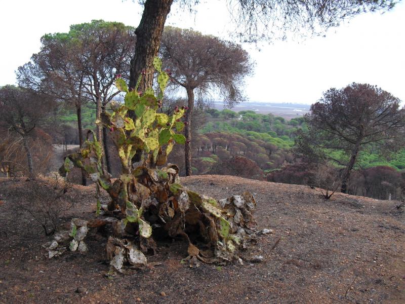 Finca venta Camino de Valdivia Ayamonte
