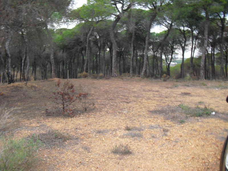 Finca venta Camino de Valdivia Ayamonte