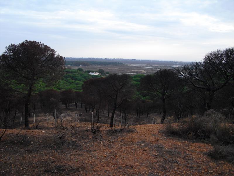 Finca venta Camino de Valdivia Ayamonte