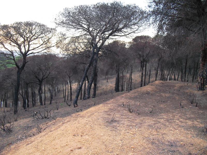 Finca venta Camino de Valdivia Ayamonte